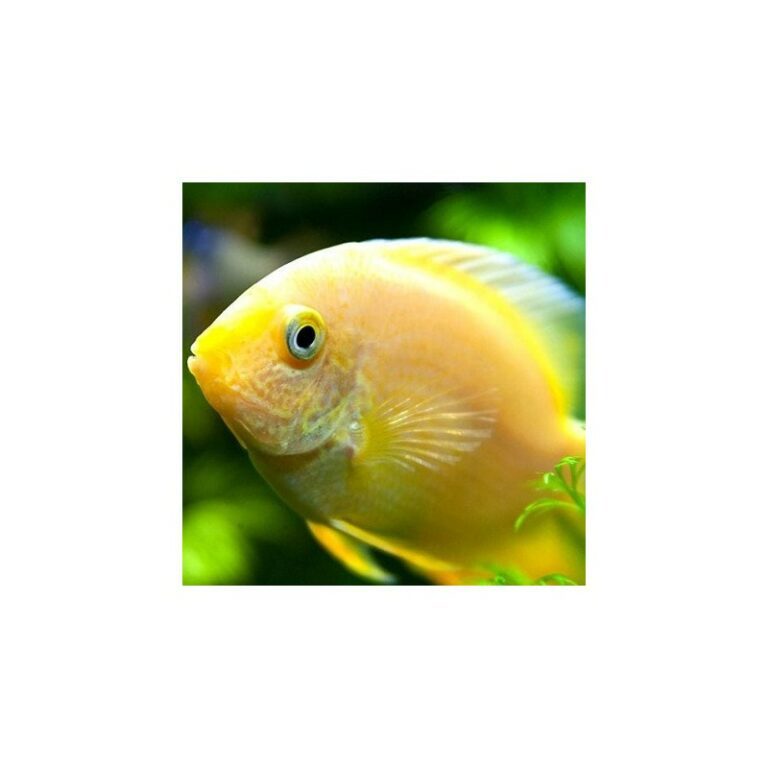 golden-severum-5-6cm