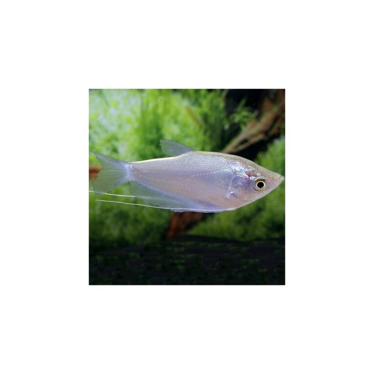 gourami-moonlight-6-7cm