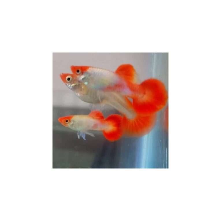 guppy-male-red-cap-3cm-7897