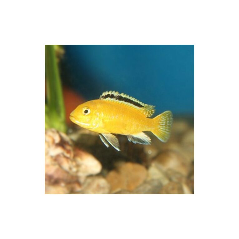 labidochromis-caeruleus-4-5cm