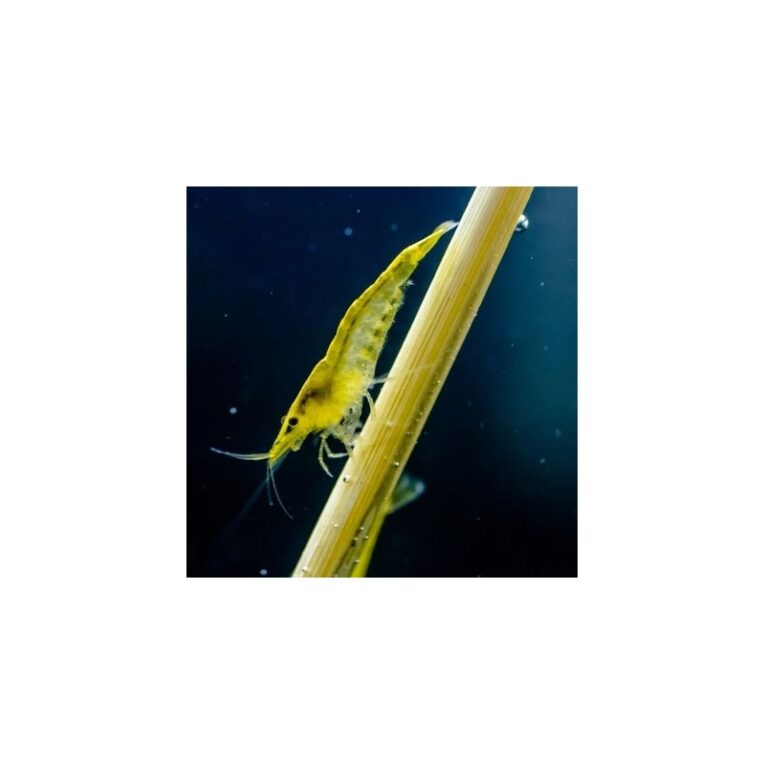 neocaridina-yellow-fire