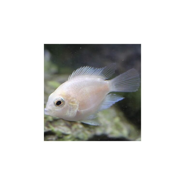 papagalocaro-mini-albino-3cm-7901