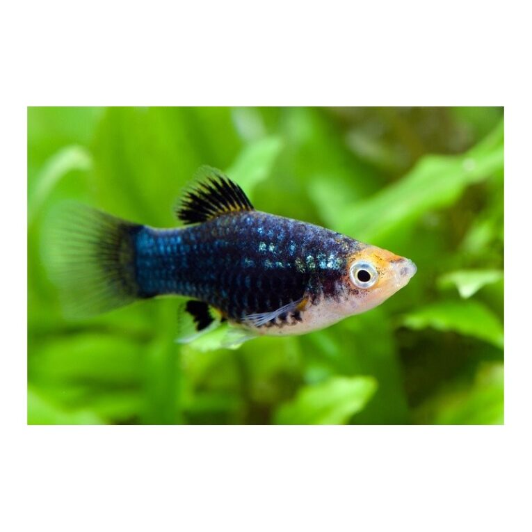 platy-black-3-4cm