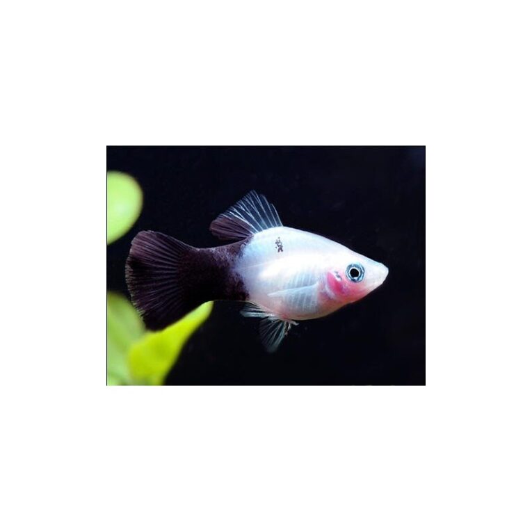 platy-panda-3-35cm