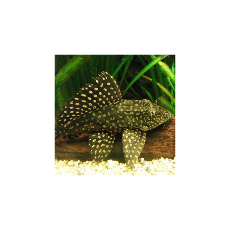 plecostomus-orange-spot-sailfin-6-7cm