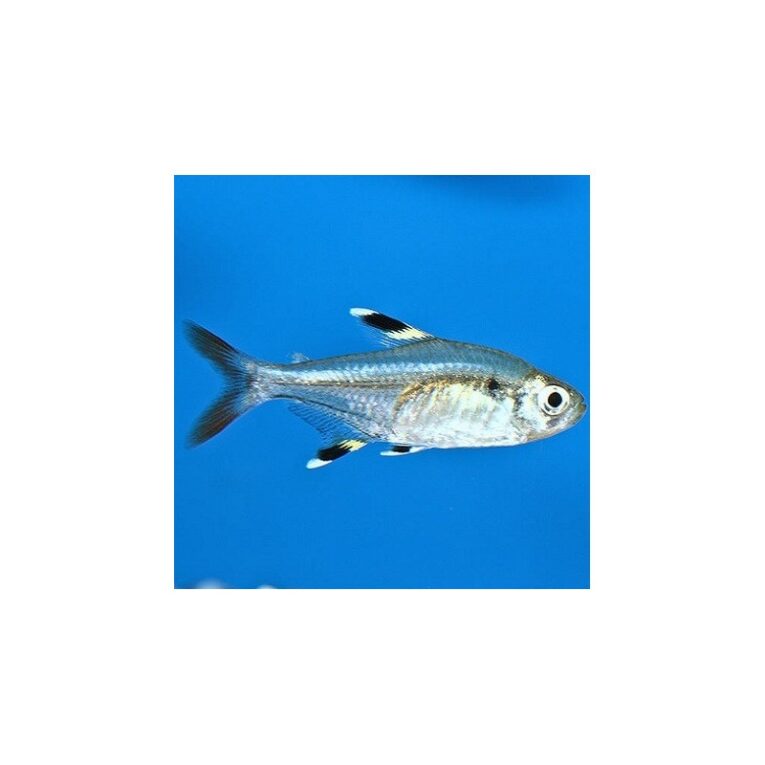 pristella-maxillarisx-ray-tetra2-25cm