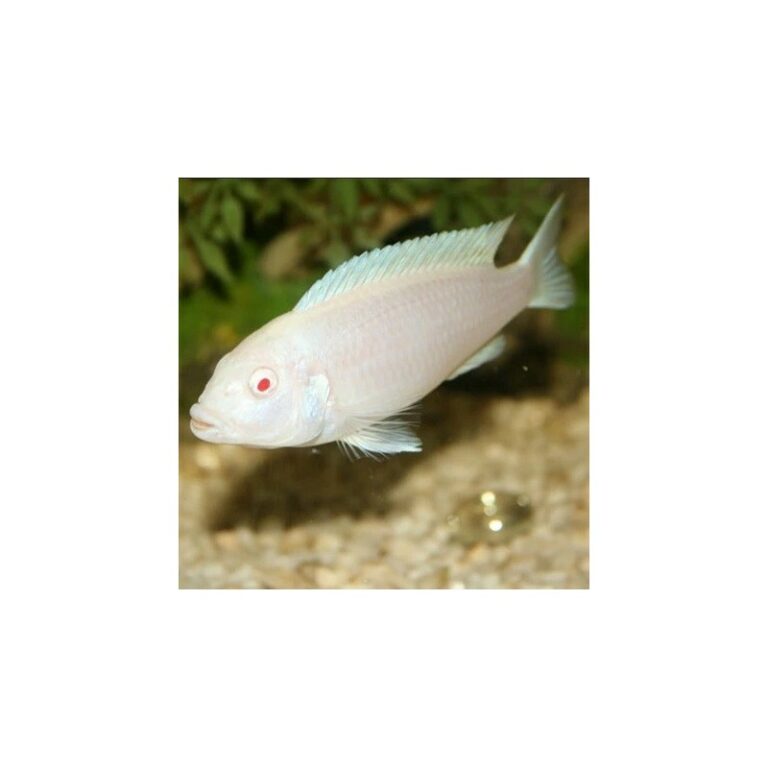 pseudotropheus-socolofi-albino-κιχλίδα-4-5cm