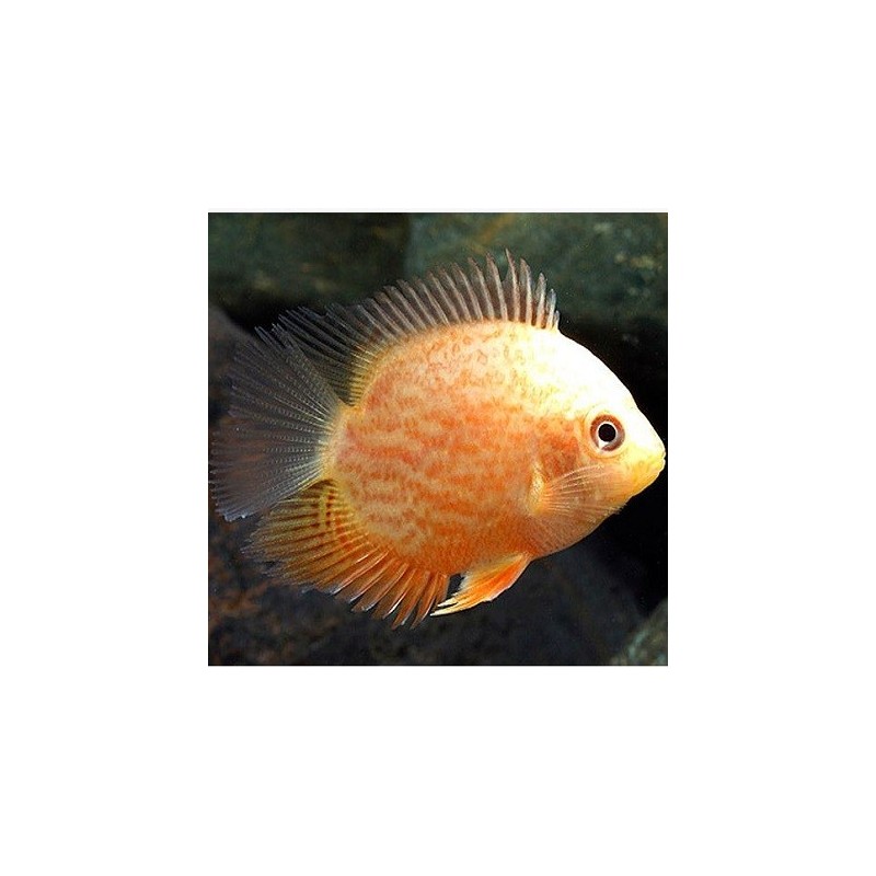 Red Spotted Golden Severum 8Cm