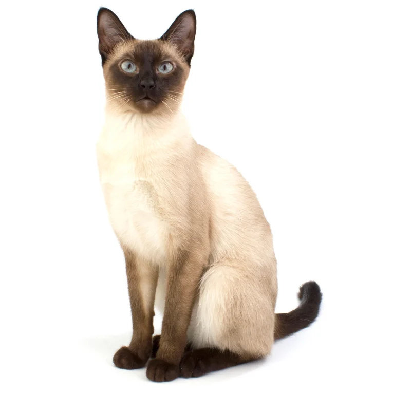 siamese