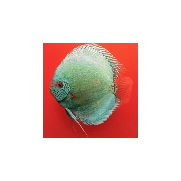 stendker-diskow-solid-turquoise-5cm-8047