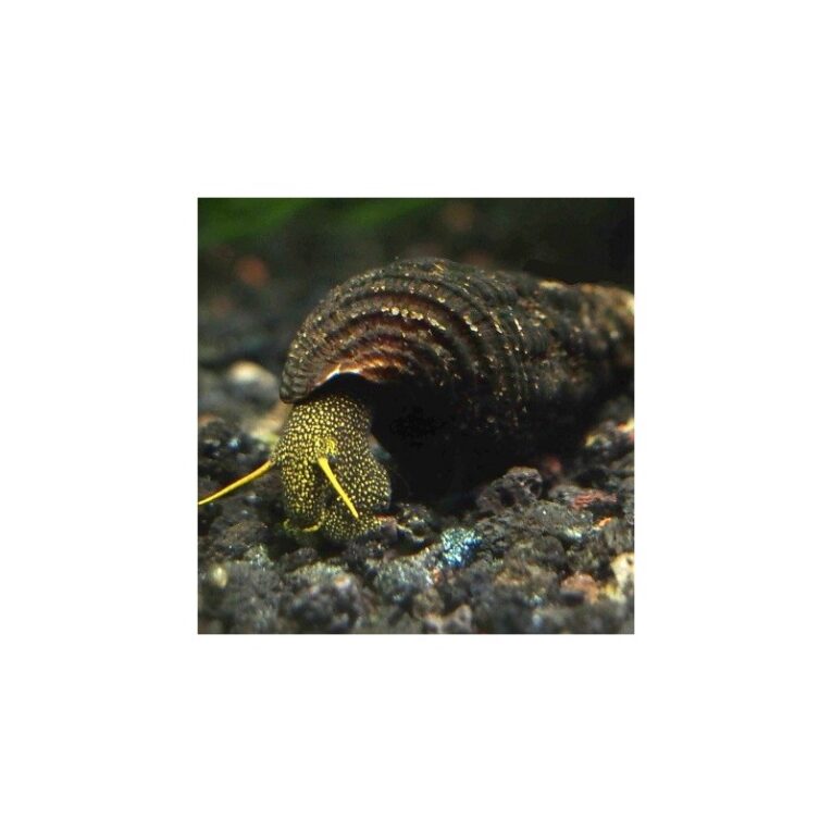 yellow-spotted-rabbit-snail