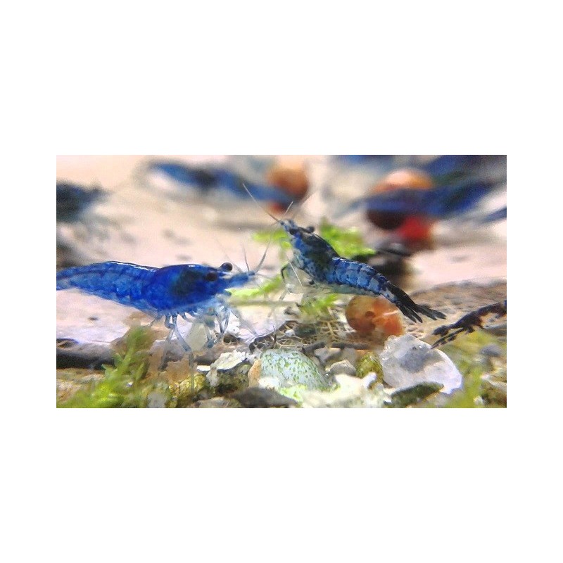 Blue Velvet Shrimp Neocaridina Davidi