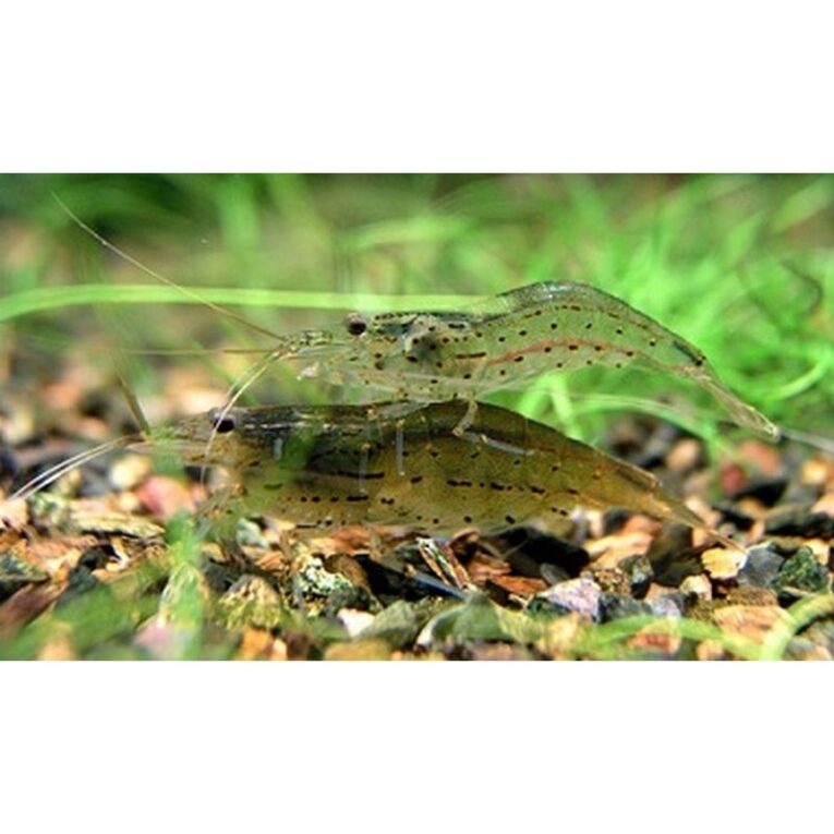 γαρίδα-japonica-amano-shrimp-caridina-japonica-3-4cm