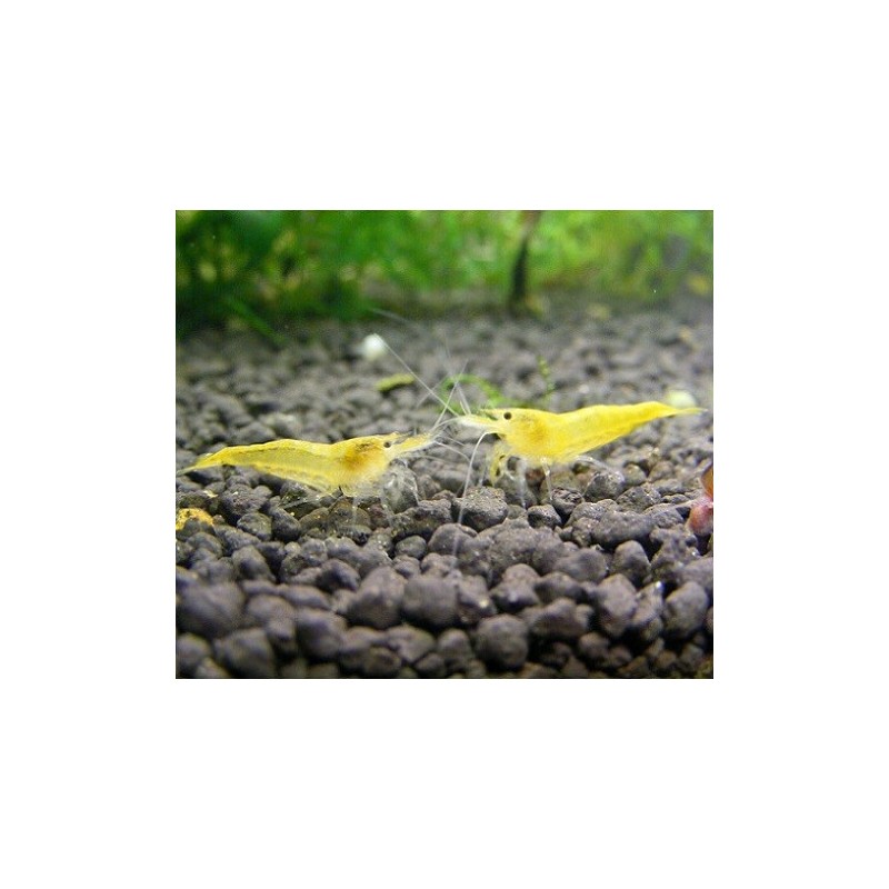Γαρίδα Neocaridina Yellow