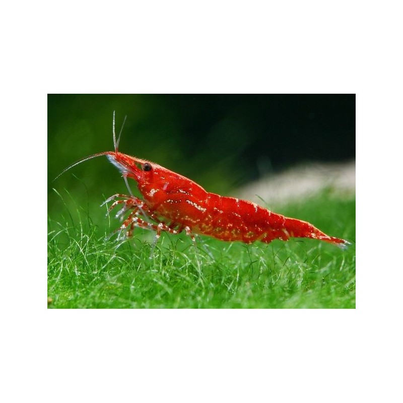 Γαρίδα Super Red Cherry 12Cm Neocaridina Denticulata Sinensis
