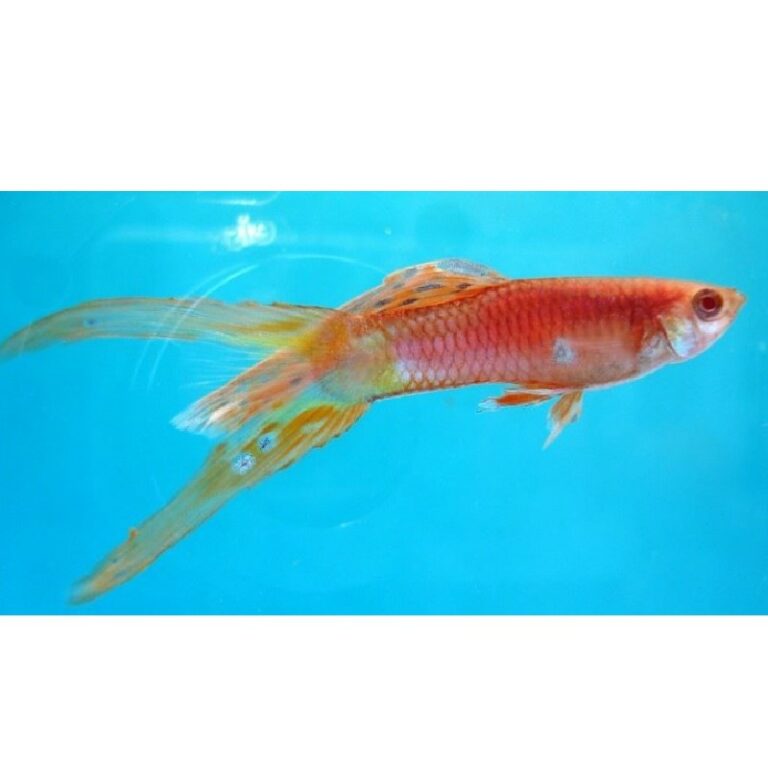 RED DOUBLE SWORD GUPPY