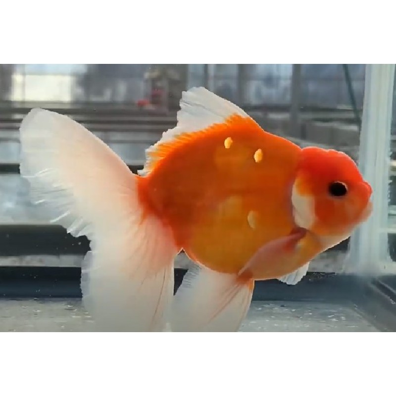 Sakura Oranda Goldfish