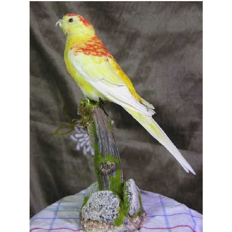 Red Headed Lutino Opaline Orange Faced Lutino Lovebird Baby CP Birds - Main Image