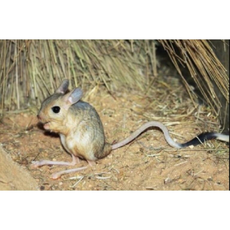 Greater egyptian jerboa