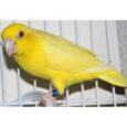 Pacific Parrotlet Κίτρινα