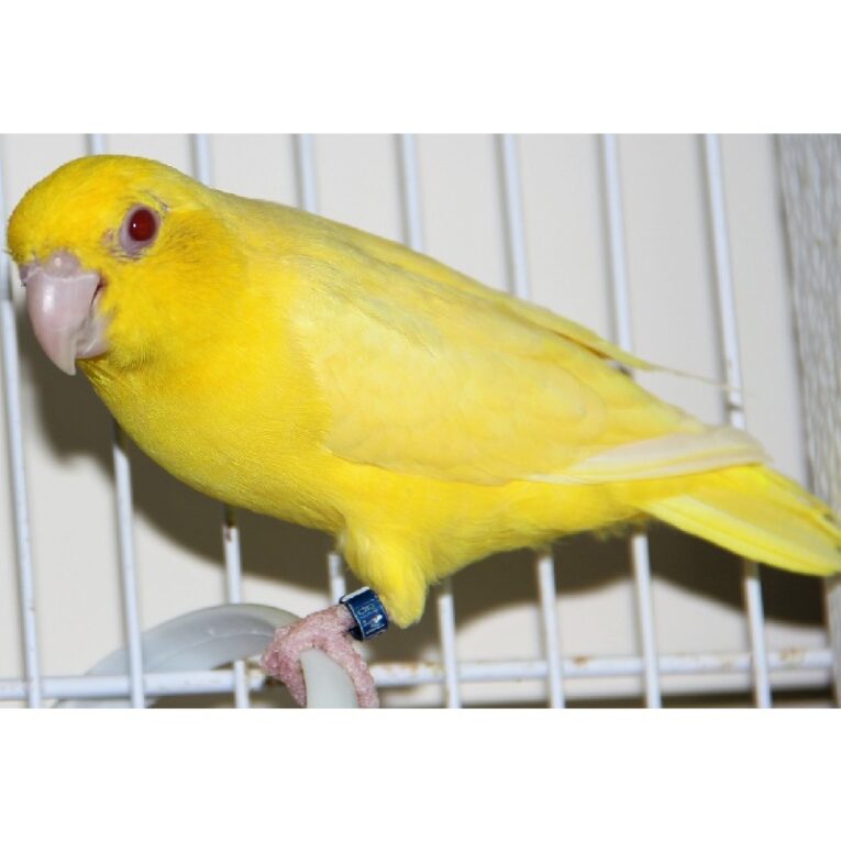 Pacific Parrotlet κίτρινα