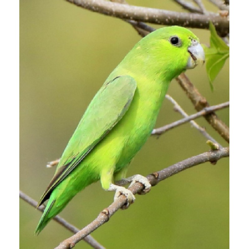 Pacific Parrotlet Πράσινα