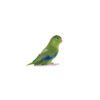 Pet_Hellas_Parrotlet