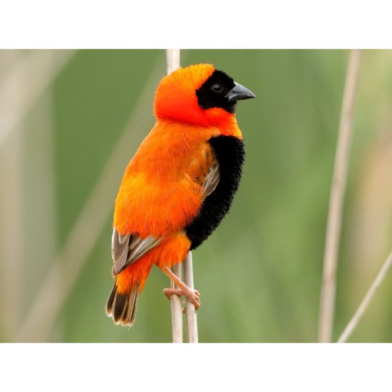 Red bishop