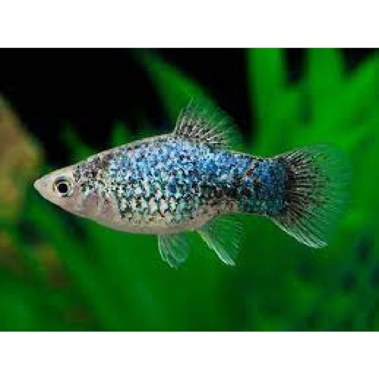 Blue Calico Platy