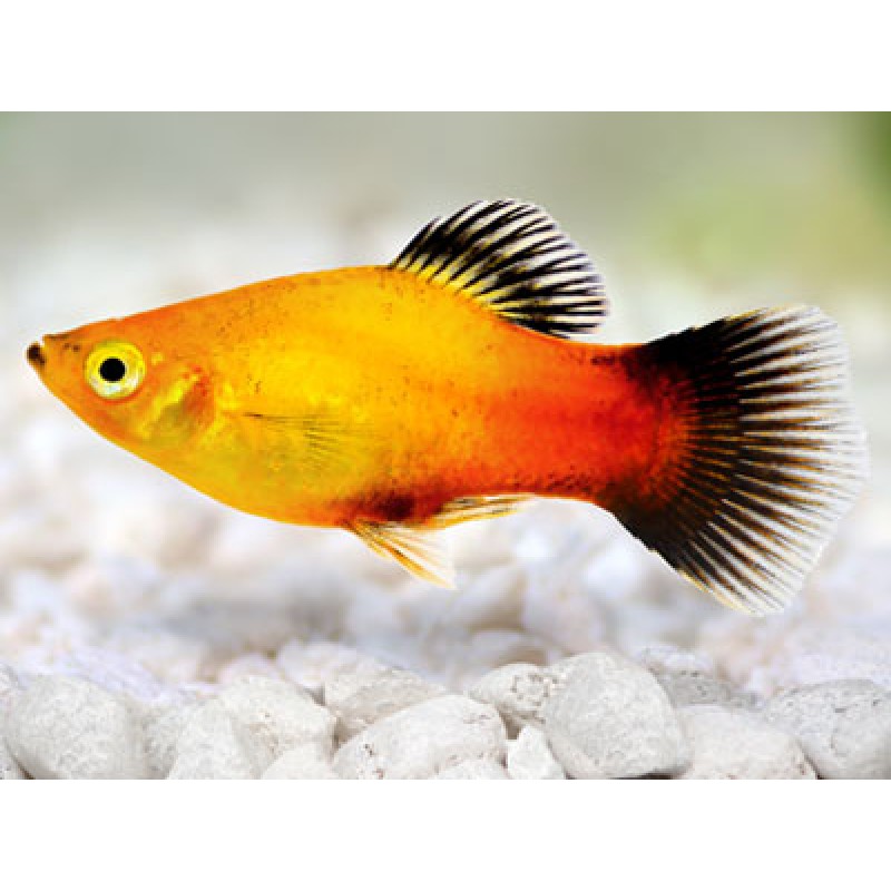 Gold Wagtail Platy
