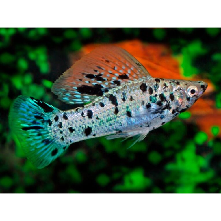 Silver Marble Sailfin Molly