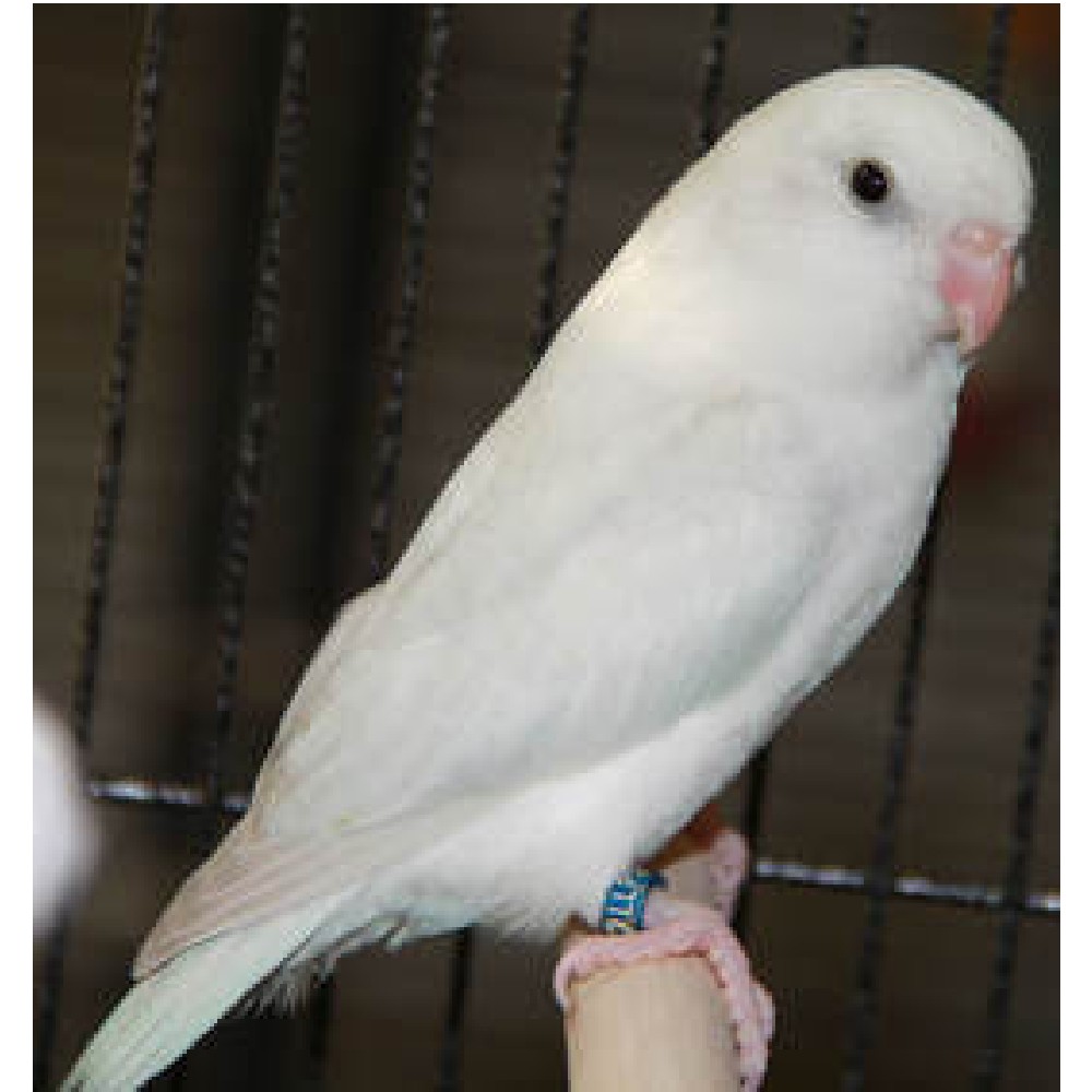 Pethellas Pacific Parrotlet Λευκο