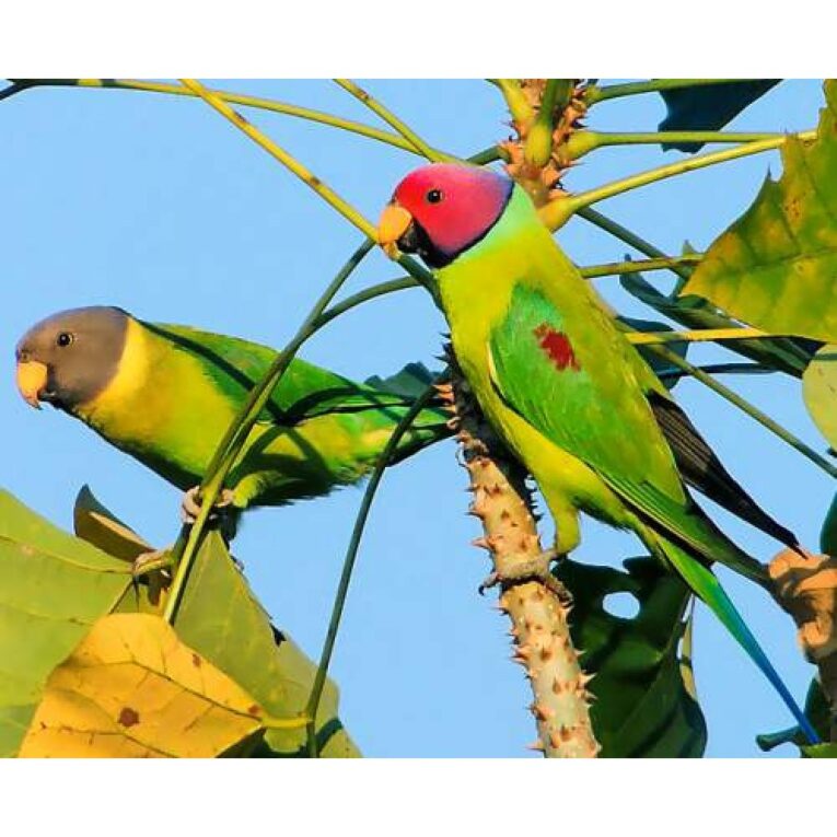 PETHELLAS_Δαμασκηνοκέφαλος – Plum-headed Parakeet – Psittacula cyanocephala