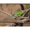 Parakeet_Pt_Hlls_