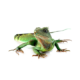 Water Dragon