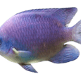 Ψάρι