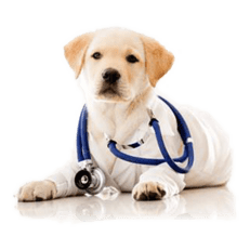 Κλινική Δίαιτα Σκύλου