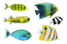 Ψάρια Ήμερα