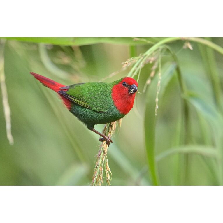 Red throat parrotfinch-PETHELLAS