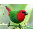 Red Throat Parrotfinch  (Σπίνος Κοκκινολαίμης)
