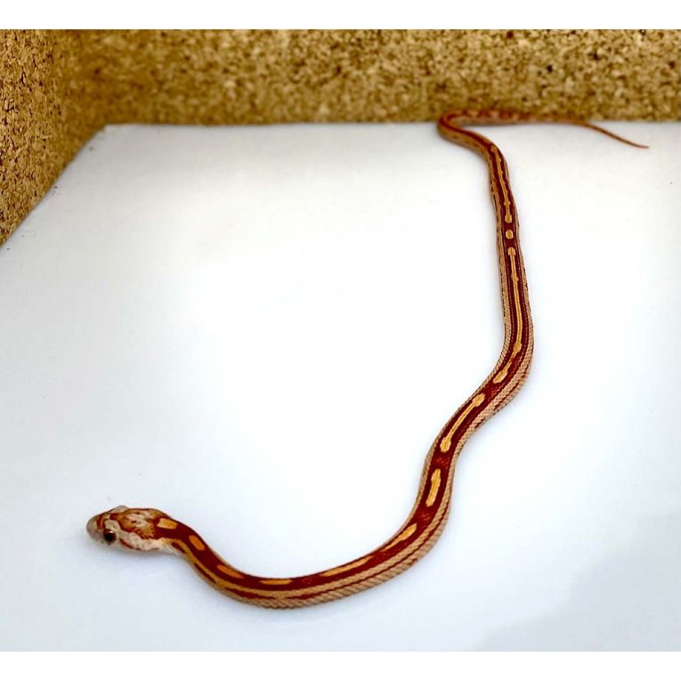 Hypo Motley Pinstripe Het