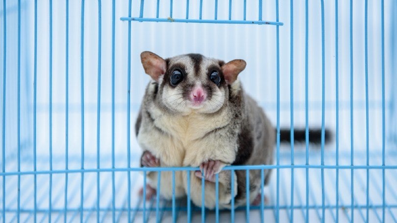 A Close Up Of A Sugar Glider On The Cage Marvik Shutterstock