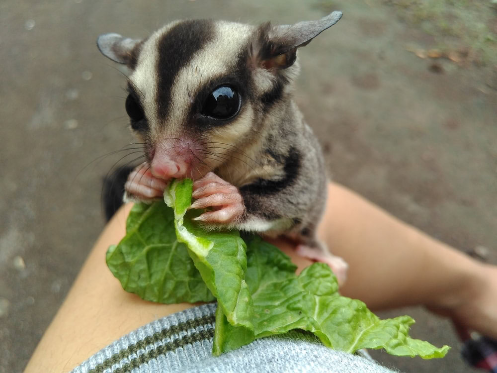 Cute Sugar Glider Eating Plants Az Ersad Shutterstock