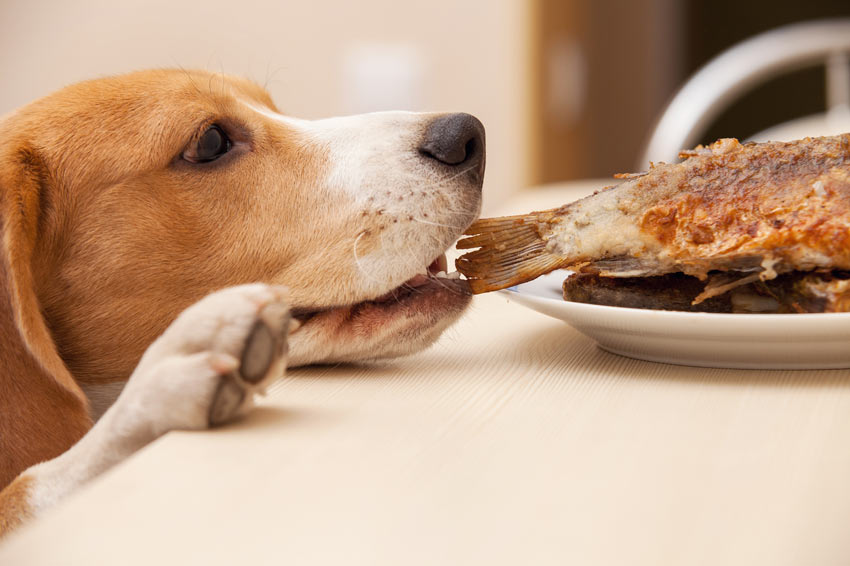 Dog Dog Guide A Naughty Beagle Stealing Food From The Dinner Table