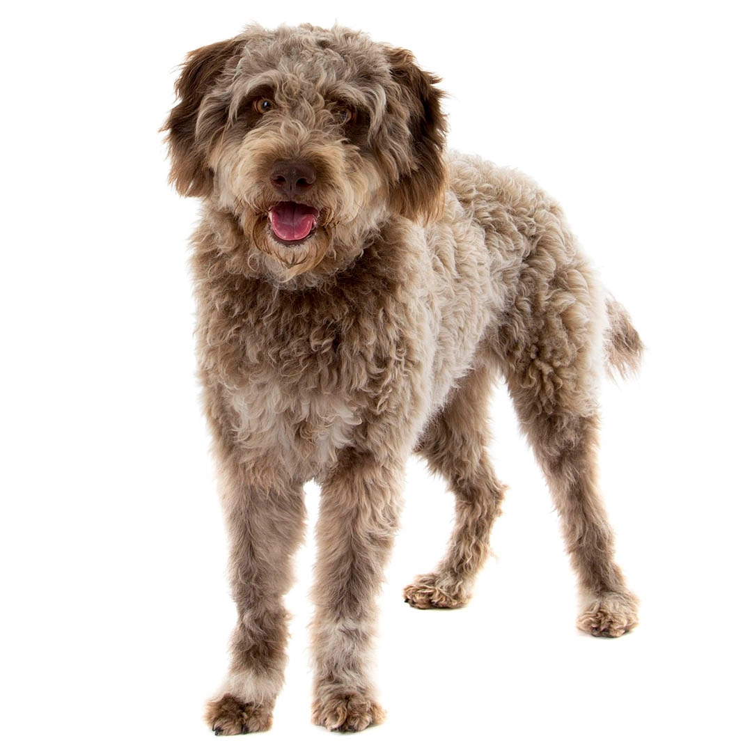 Lagotto Romangolo