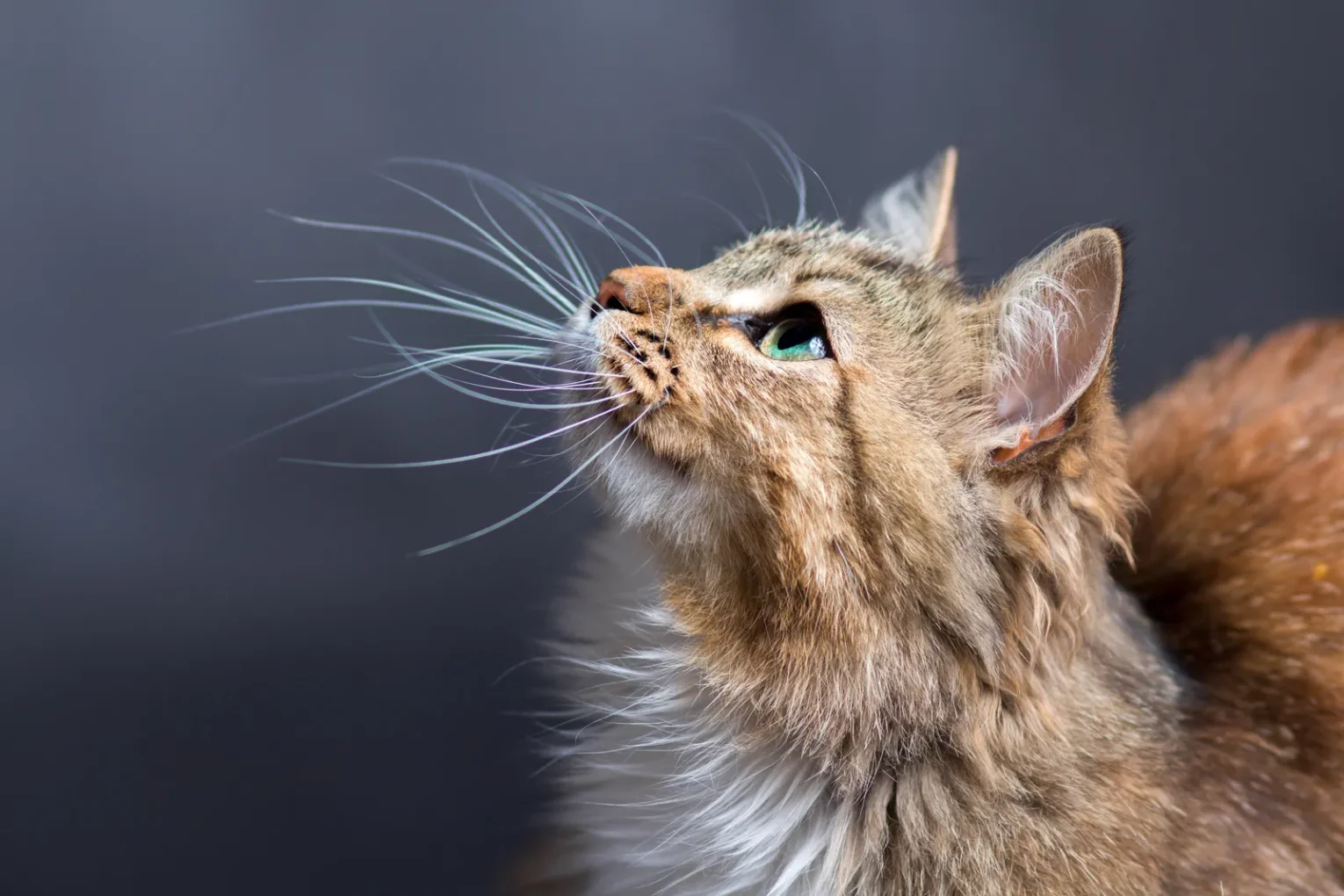 Portrait Of A Cat With Whiskers Visible