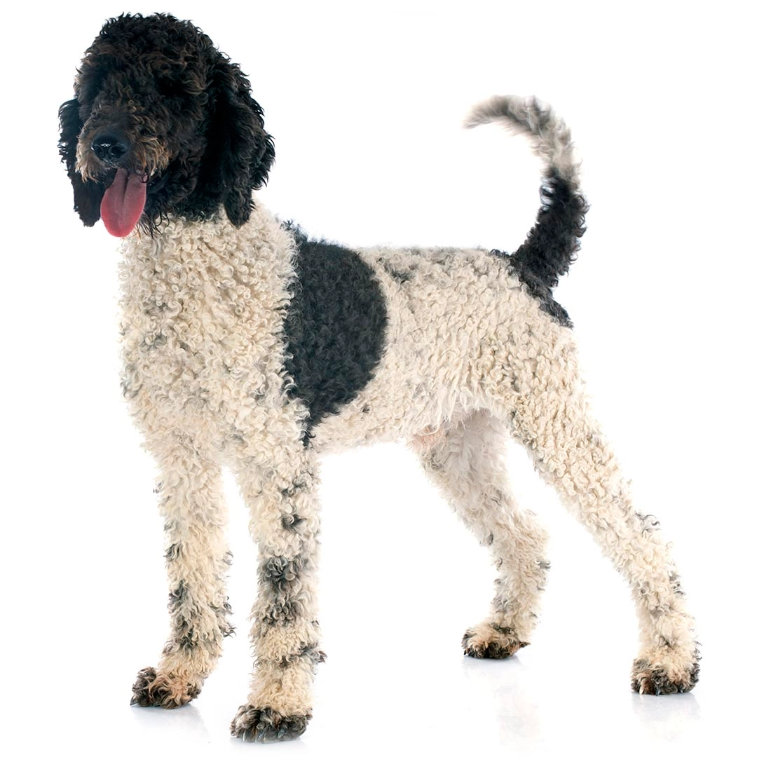 Portuguese Water Dog