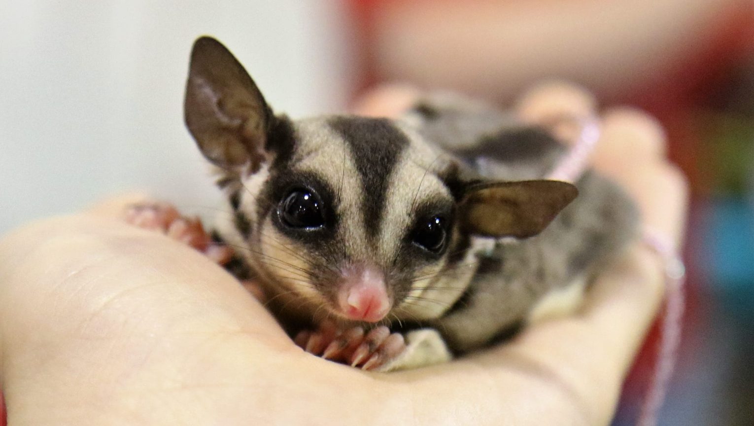 Sugarglider2