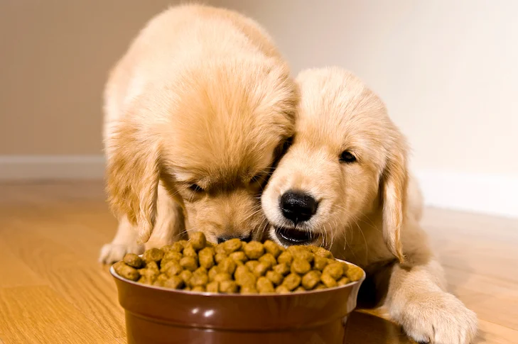 Two Golden Retriever Puppies Eating Kibble From The Same Bowl