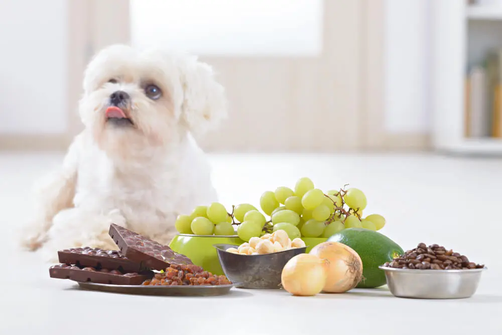 What Foods Are Toxic For Dogs. What Foods Are Not Safe For Dogs To Eat